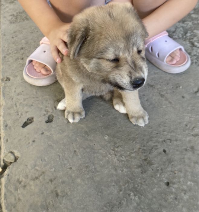 Төбет щенок 1 месяц