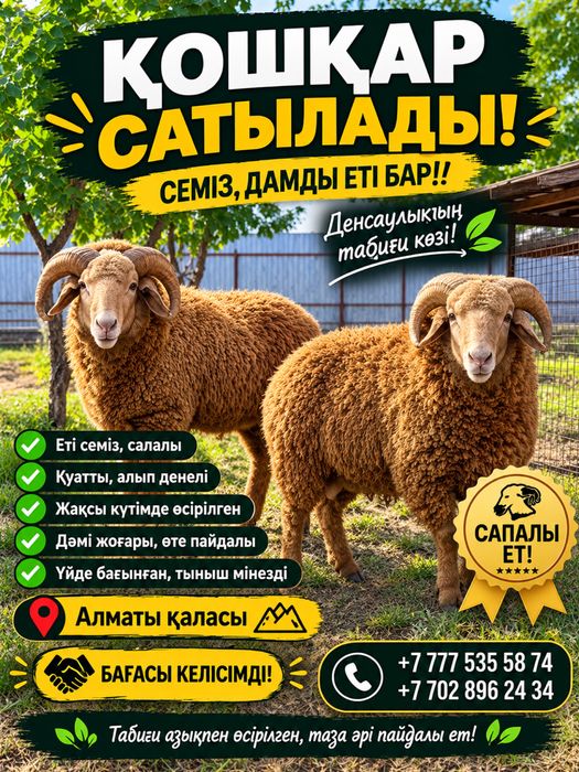 Қошқар сатылады, күйі жақсы !