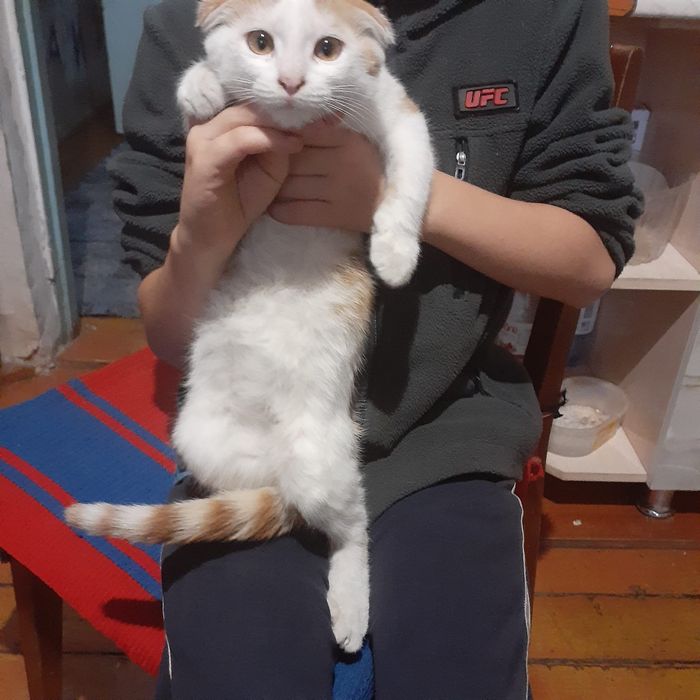 отдам в хорошие руки котенка