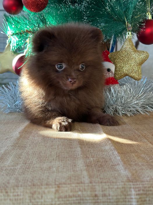 Померан мъжки шоколад