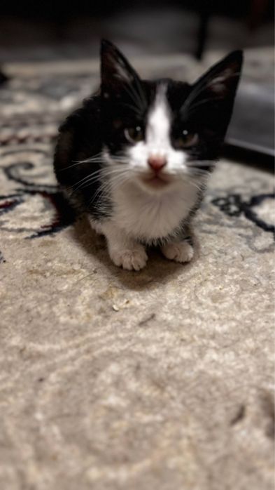 Котята 2 месяца.