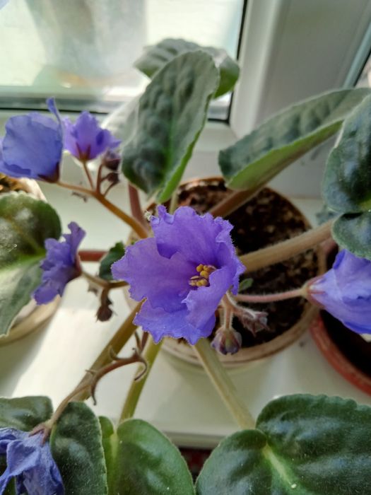 Домашние комнатные цветы