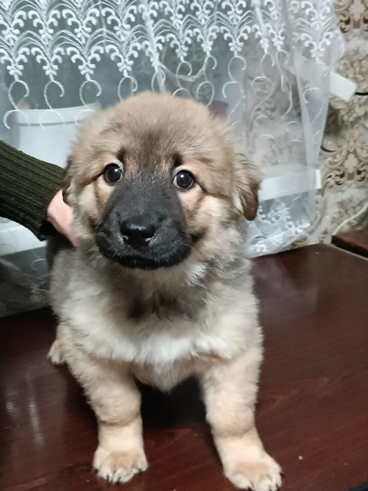 Щенята г.Караганда помесь с часу чау