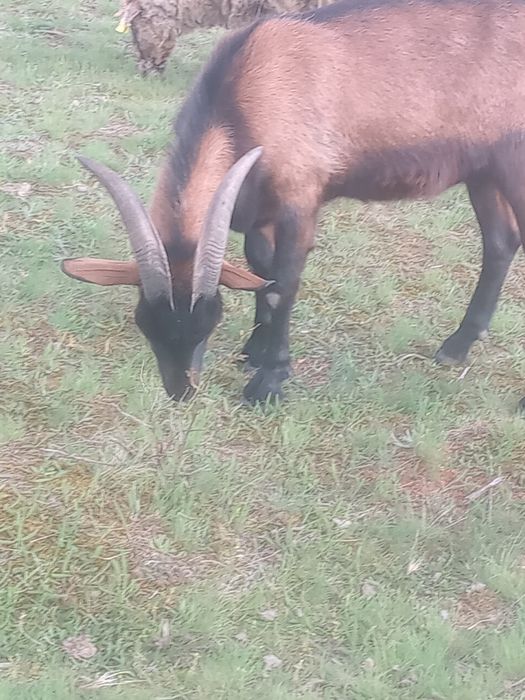 Vând sau schimb ṭap alpine francez de 1 an