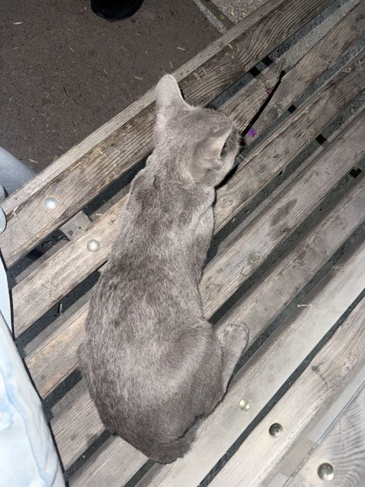 отдам кота в добрые руки