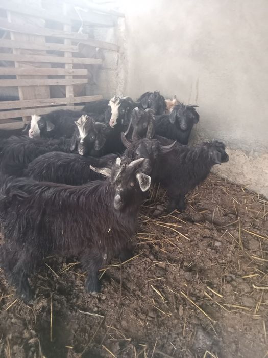 Шыбыштар лақтар сатылады.