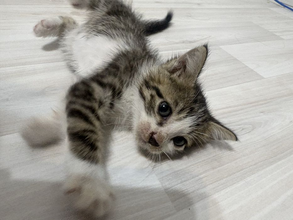 Котенок девочка,2 месяца