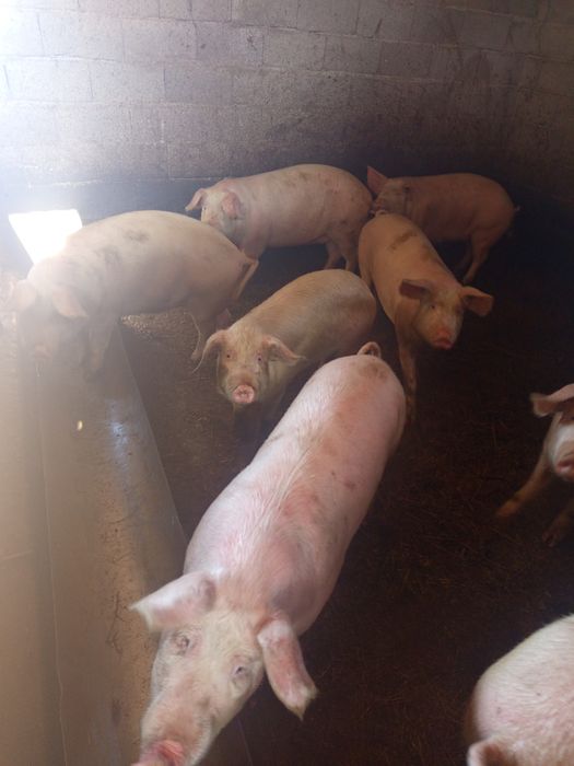 Продам свиней на мясо