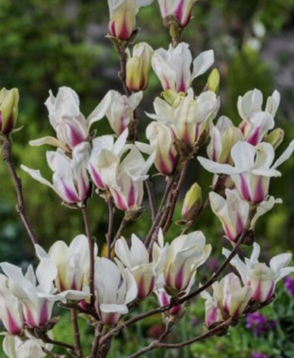 Магнолия карликовая 4 сорта