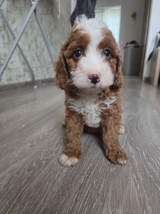 Пудел мини пудел