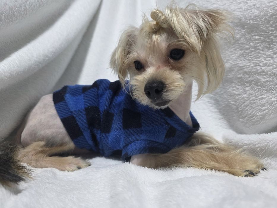 Продаётся мальчик йоркширского терьера.