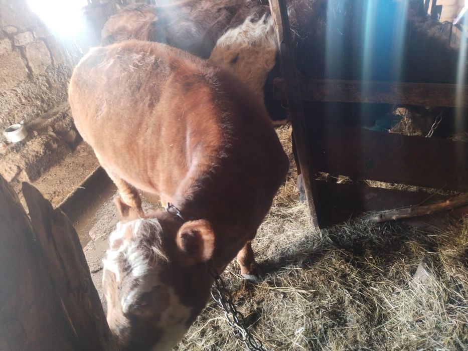 Продается телка