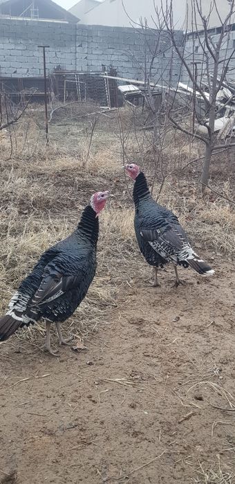 Индюки 2 шт КРУПНЫЕ