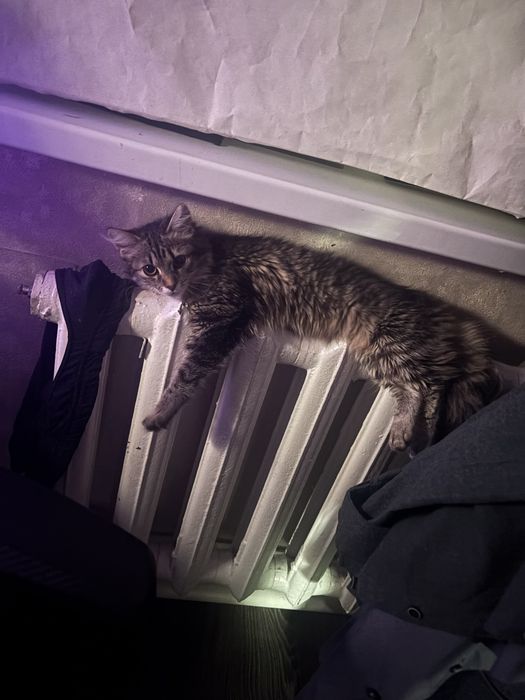 Отдам котенка даром