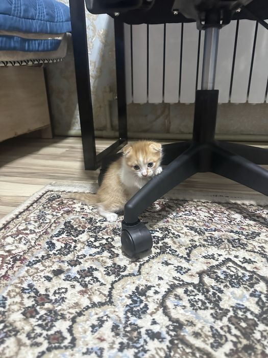 котята  мальчик девочка