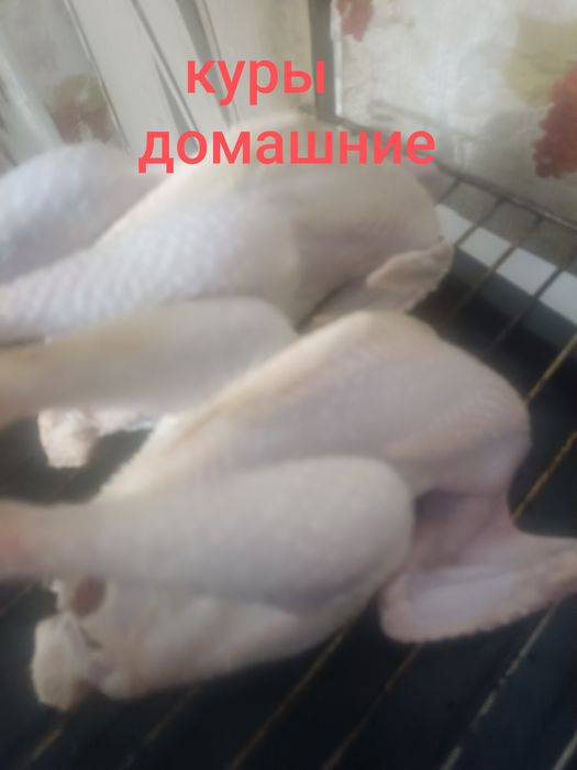 Курятина домашняя