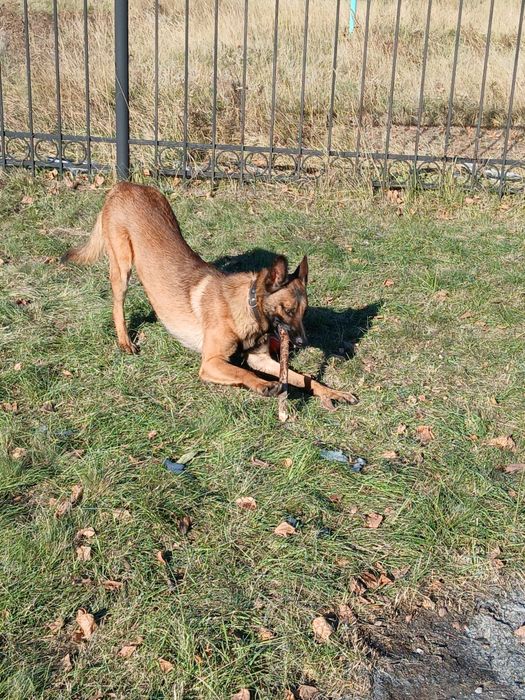 Малинуа Бельгийская овчарка