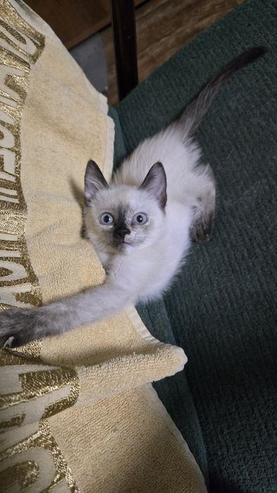 Котенок в добрые руки