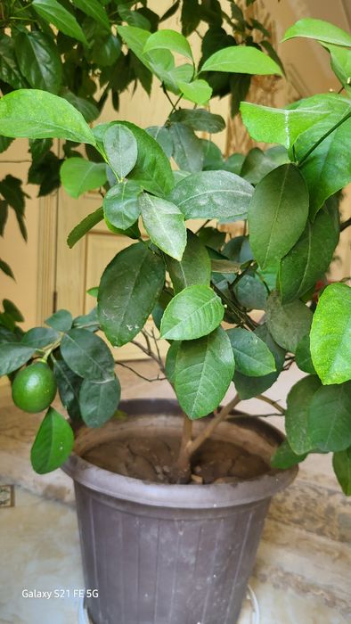 Лимон( комнатные цветы)