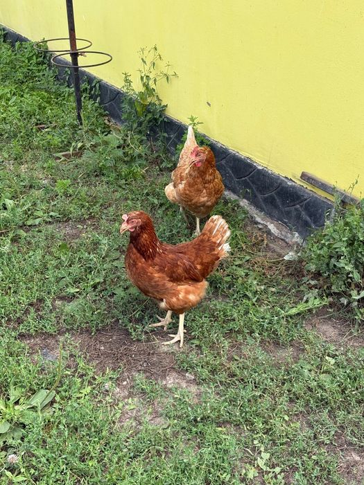 Продам куры несушки цена за 1 курицу!