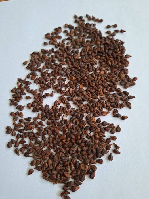 Виноградная косточка