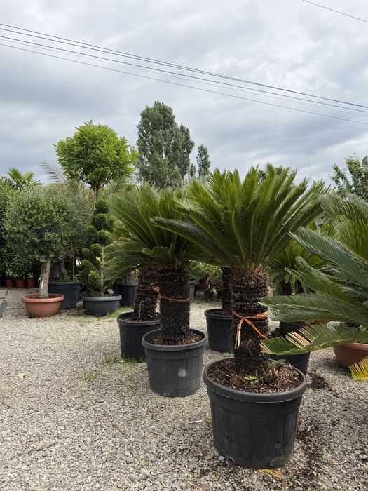 Vand palmieri cycas revolut