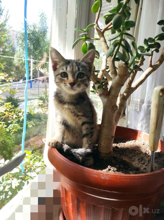 Пристраиваются котятки
