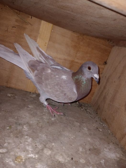 Se dau din lipsă de spațiu.