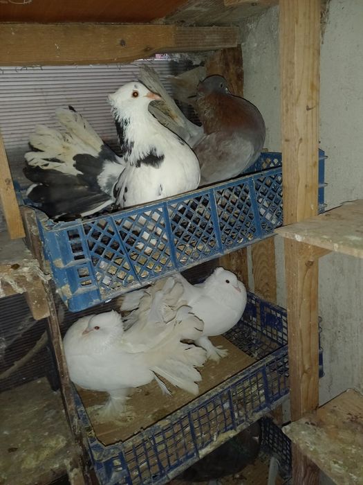 Porumbei voltați indieni 2 perechi