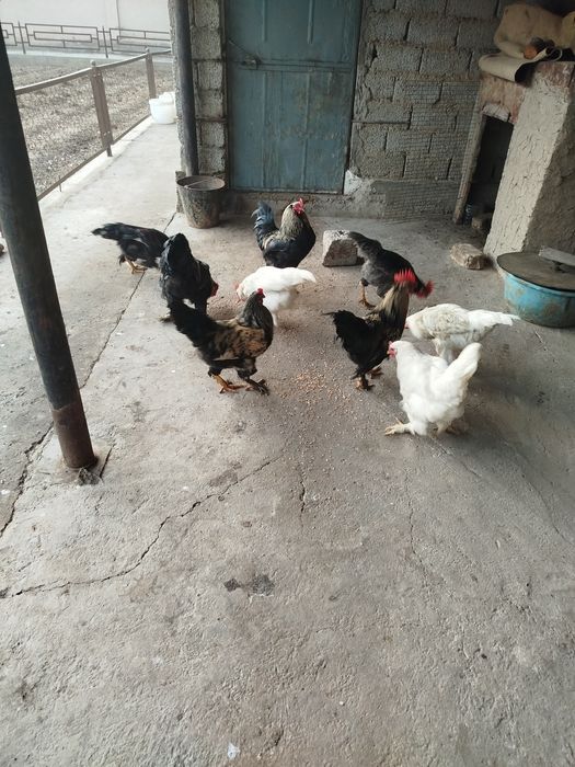 Уй хурозлар сотилади узим очтириб котта килганман.