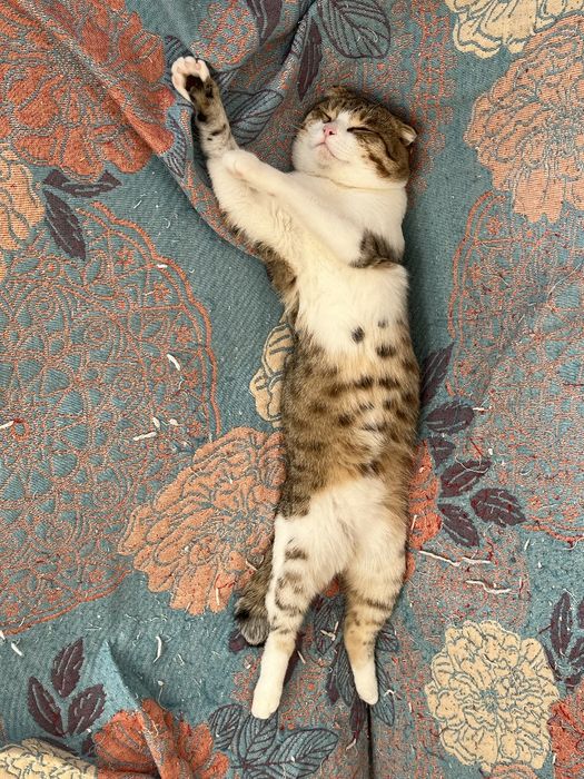 Отдам кота в добрые руки
