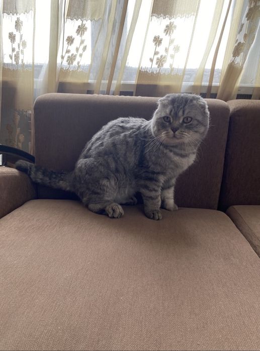 Шотландская вислоухая