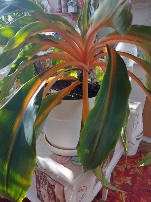 Хлорофитум, в том числе красивый сорт Оранж