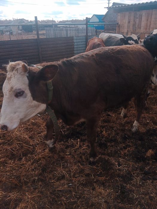 Продам  телочку  годовалый