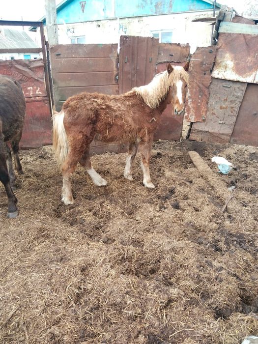 Продам тай с откорма