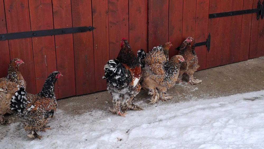 Ouă de incubat Brahma Porțelan