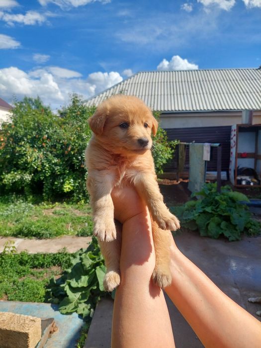 Отдадим необычного щенка