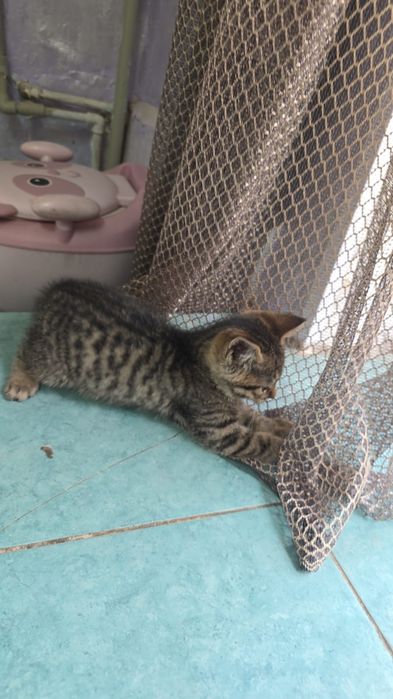 Отдаём котят в добрые руки