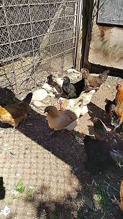 Курицы в мае будет год им