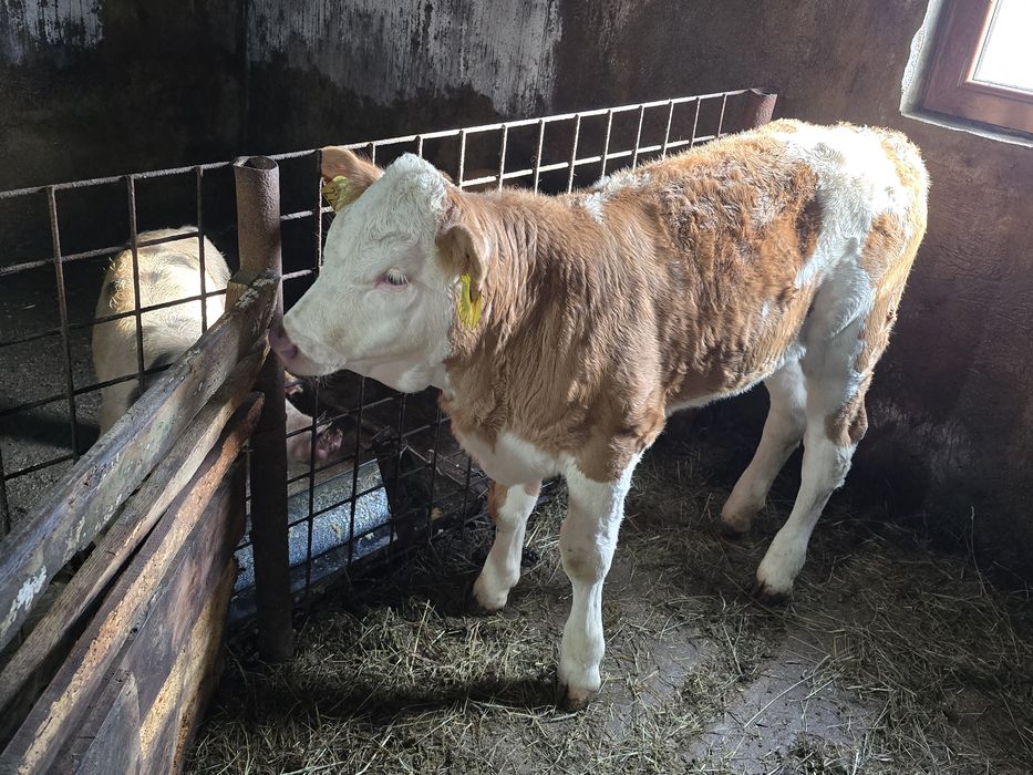 Vițea bălțată românească