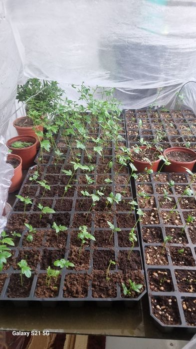 Маракуйя 3х сортов , маракуйя северная, маракуйя королевская "предзака