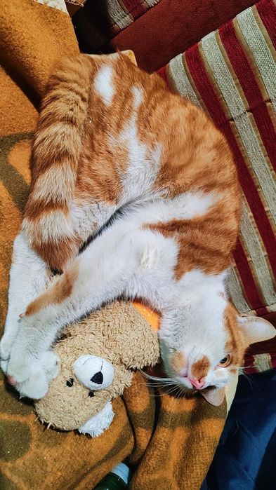 Коте Сами търси дом, осинови го