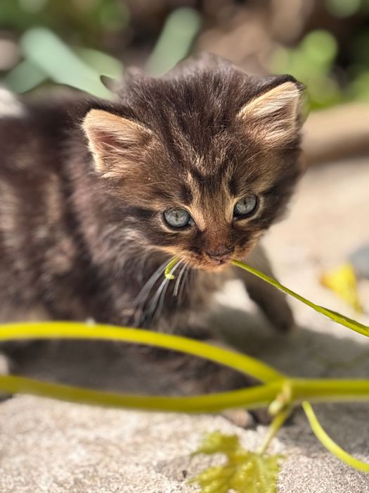 Отдаю котят в добрые руки