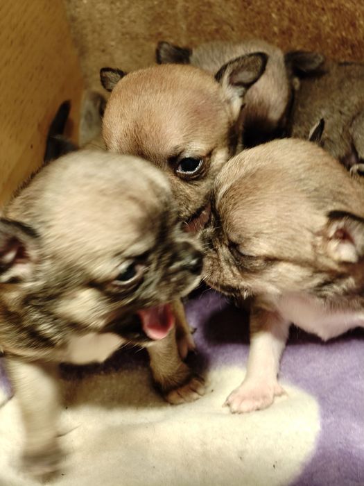 Чихуахуа супер мини