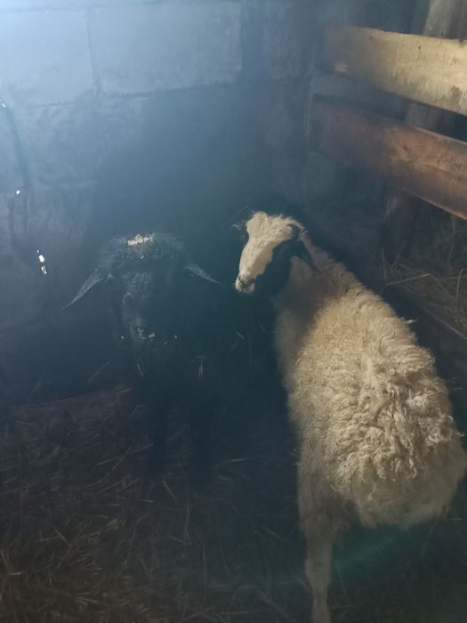 Продам  молодых  токтушек