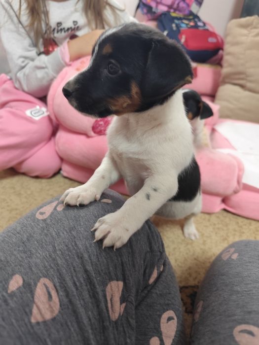 Femela Jack Russell terrier