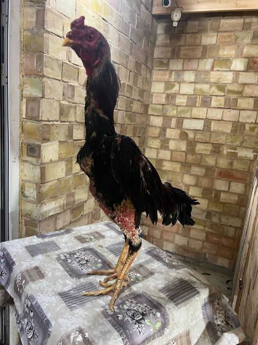 Dakan xoroz sotiladi