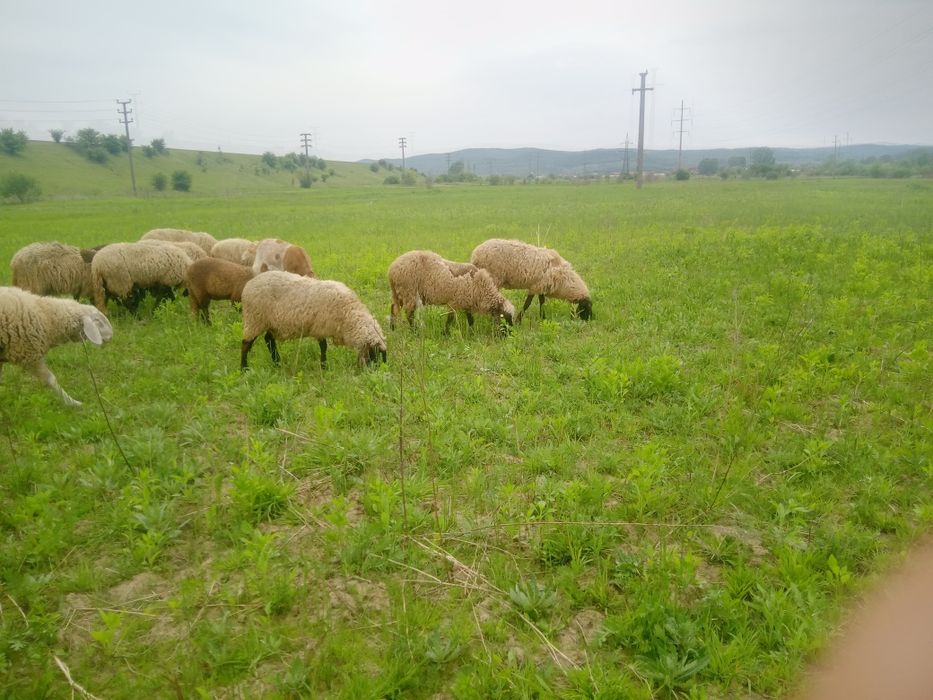 Oi carabase de vînzare tinere