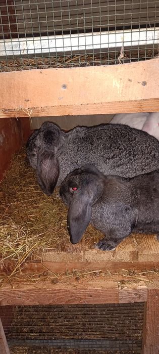 Iepuri berbec german