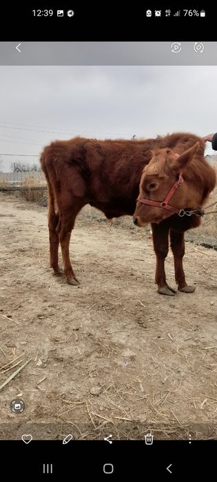 Buqa sotiladi yeb ichishi zòr parodni buqqa narxi 19 milon kelishamizz